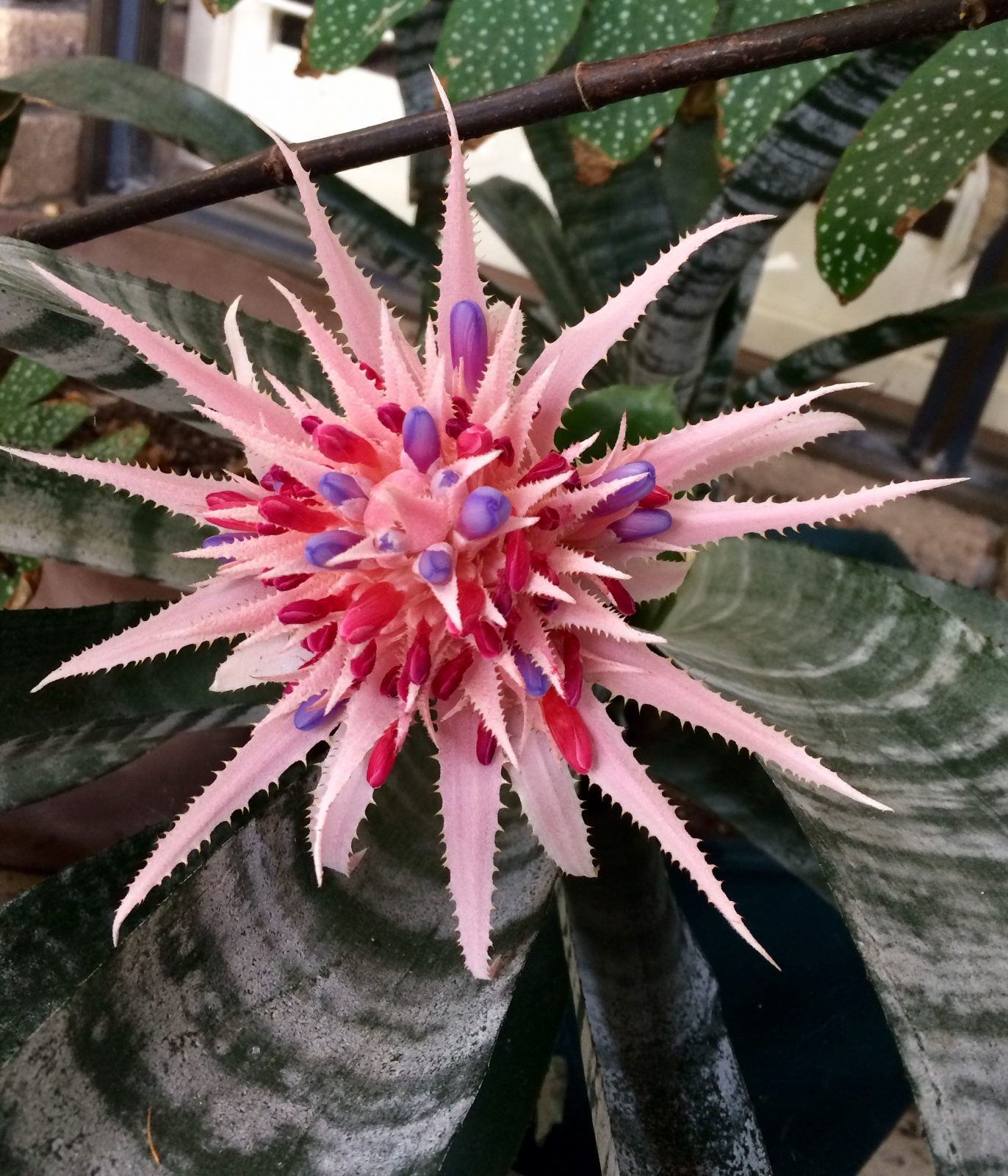 pink bromeliad flower in Perth with red and purple buds